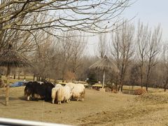 -北京野生动物园