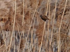 -野鸭湖国家湿地公园