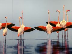 -罗红摄影艺术馆