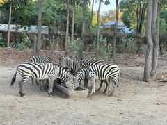 -清迈夜间动物园