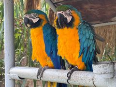 -西霞口神雕山野生动物世界