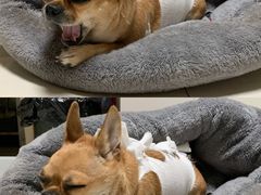 -北京博爱动物医院有限公司