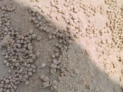 -日照海滨国家森林公园