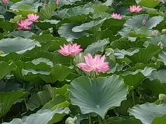 -大兴滨河森林公园