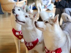 -Husky Go! 哈士奇体验馆·宠物咖啡厅狗咖