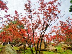 -广州市帽峰山景区