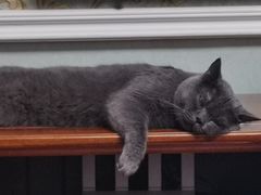 -糯米喵星人总部直营旗舰店·猫舍·幼猫出售
