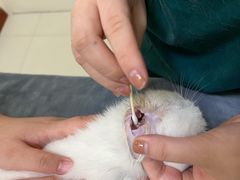 -瑞派康怡24h宠物医院·犬猫医疗中心·微创绝育(瑞景分院)