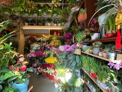 -静岸花卉园艺(三星坊店)