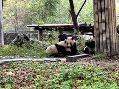 -都江堰中华大熊猫苑