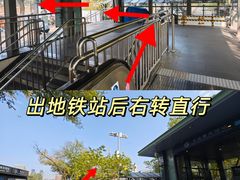 -三里屯东五街银杏大道