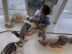 -飞行喵MR PILOT|猫舍·猫咖(静安大融城店)