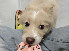 -博特宠物医院24h犬猫全科.骨科·异宠