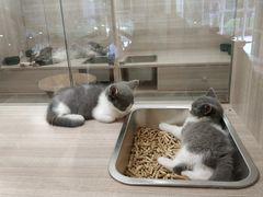 -飞行喵MR PILOT|猫舍·猫咖(静安大融城店)