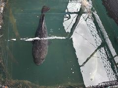 -蓝湾碧波·老字号·疍家非遗海上餐厅