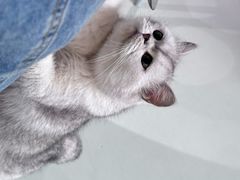 -豆逗聊愈猫阁Easy Life