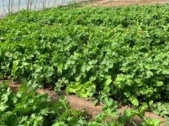 -万源龙顺度假庄园生态观光园