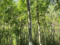 -凤岗南门山森林公园
