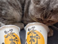 香椰烤栗子奶茶-烧柠·柠檬茶(大融城店)