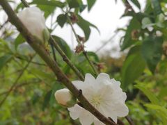 -南国桃园旅游度假区