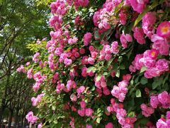 -元大都城垣遗址公园