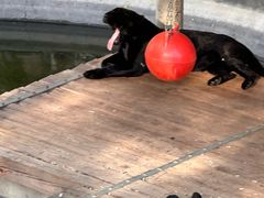 -石家庄市动物园