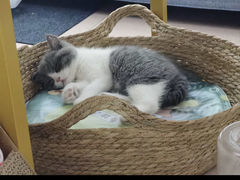 -lincat·猫舍(广州店)