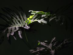 -袁妈红豆汤(重庆总店)