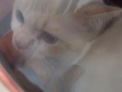 -四月宠物医院·猫专科·心脏专科·内科(转塘店)