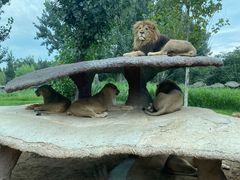 -北京野生动物园