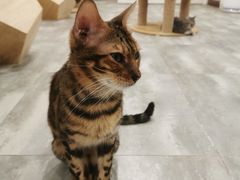 -楼上猫咖(罗湖店)