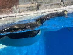 -海合安成都极地海洋公园