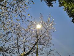 -武汉大学-樱园