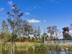 -上海长兴岛郊野公园