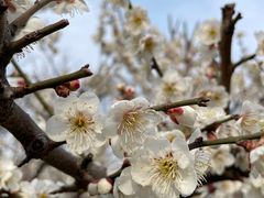 -新虹桥中心花园