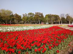 -大宁郁金香公园-停车场