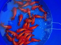 -华声天桥民俗文化园