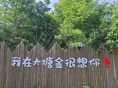 -大塘金香草谷