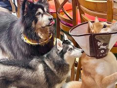 -more than meow吴止猫主题餐厅(承德 中船汇店)