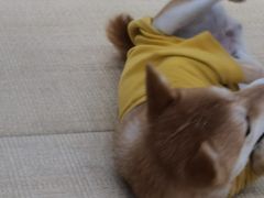 -逗柴咖啡屋·狗咖猫咖宠物桌游