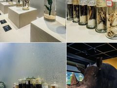 -广东中医药博物馆