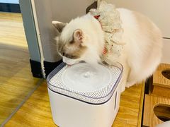 -啵啵喵·猫咖(攀华国际店)