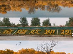 -金塔沙漠胡杨林景区