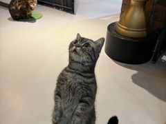 -豆逗聊愈猫阁Easy Life