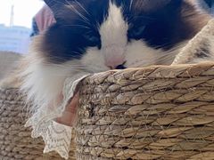 -怪兽屋·羊驼·猫咖·狗咖(俊华广场店)