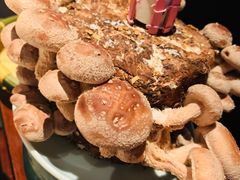 活体菌菇-捞王锅物料理(四川北路店)