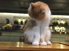 -喵园·猫主题咖啡厅·撸猫·猫咖(国贸店)