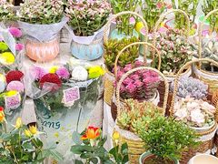 -哈尔滨道外花鸟鱼市场