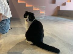 奶牛妹-猫儿山۰猫主题餐厅
