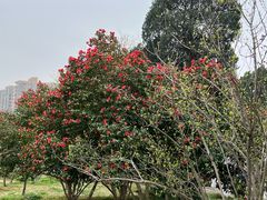 -无锡梅园公园